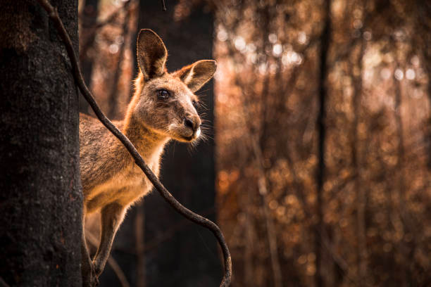 Travel and beauty Australia|Why is Australia home to many animals which are unique