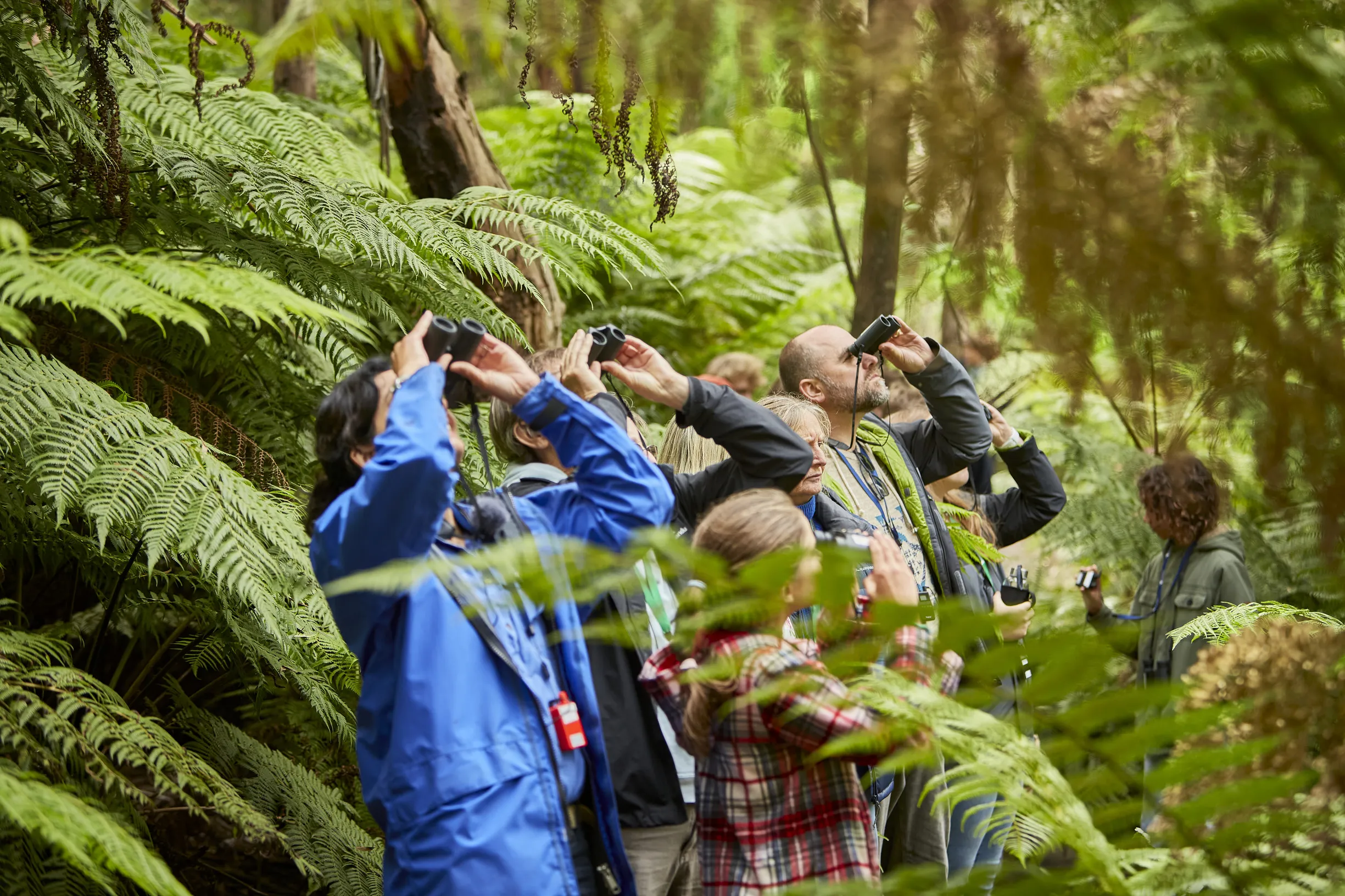Travel and beauty Australia|Eco-Tourism Initiatives Along the Great Ocean Road